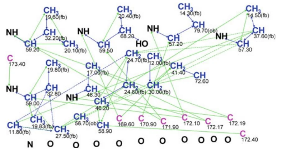 图4.63 Peptidolipin B：初始分子连接图