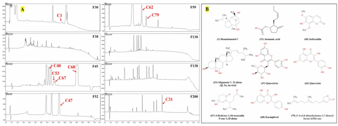 图4 抗菌化合物的 HPLC–DAD 色谱图及其结构