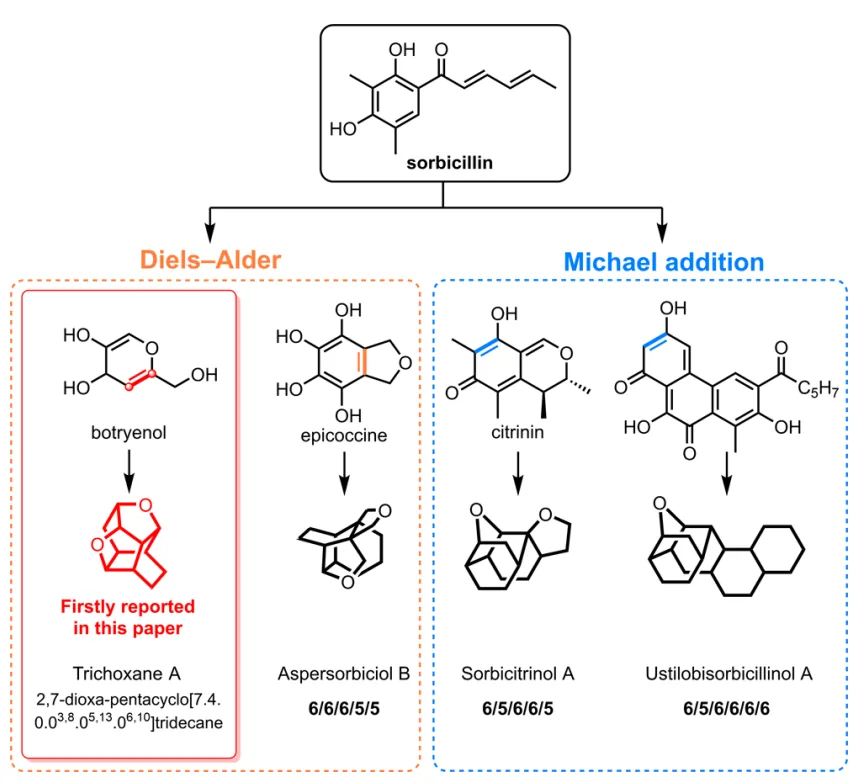 Trichoxanes A 与 B:分子网络导向发现的笼状 sorbicillinoid 类新骨架