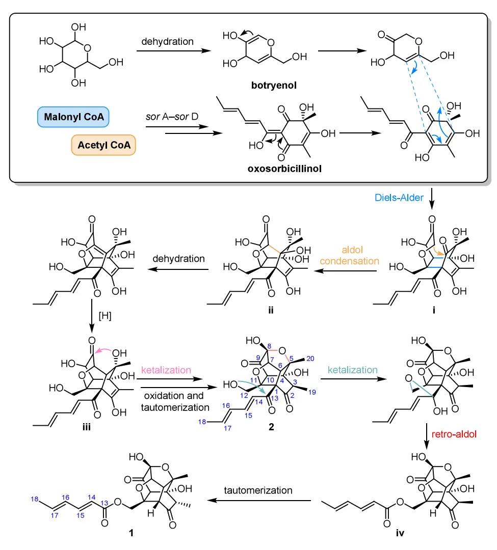 Trichoxanes A 与 B:分子网络导向发现的笼状 sorbicillinoid 类新骨架