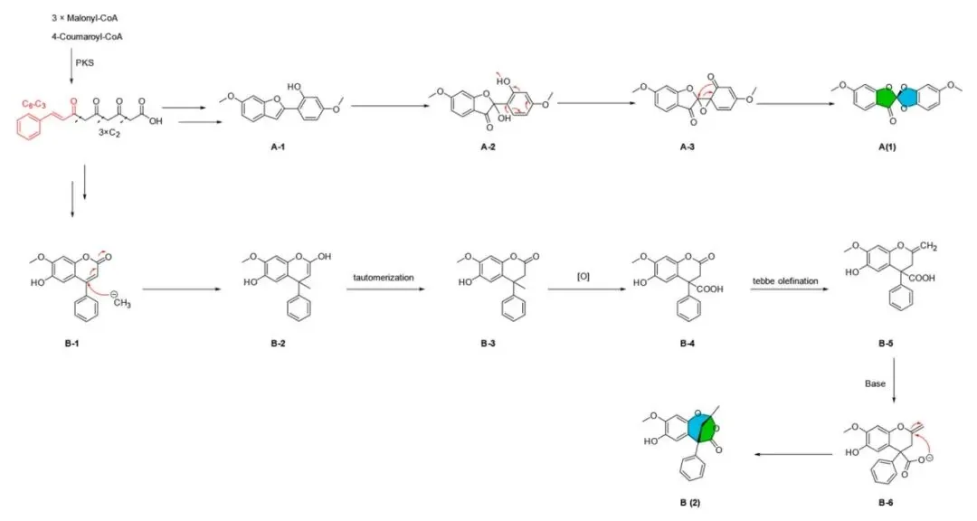 (±)-Odoriferols A–E:降香黄檀中五对对映异构体的分离与结构鉴定