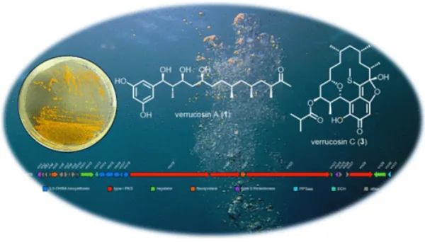 运用 Structure Elucidator 辅助解析疣孢菌素 C 的结构