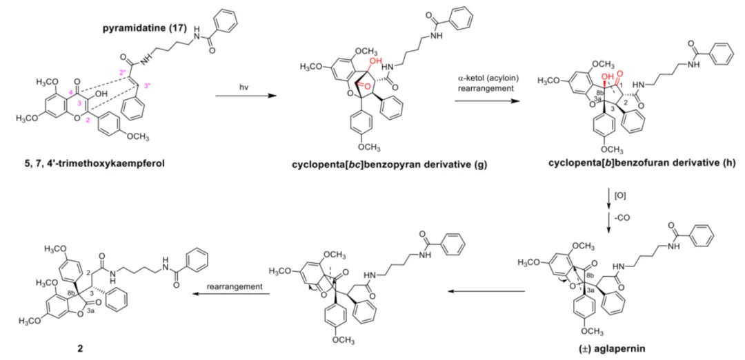 碧绿米仔兰中具缺血性脑卒中治疗潜力的特征性 Flavaglines 类化合物 · CASE 技术专题 · 凯美科