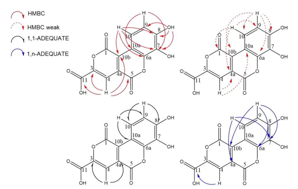 图3. 化合物lumnitzeralactone (1)的关键二维核磁共振相关信号：HMBC（红色，因相关信号过多分两式展示）、1,1-ADEQUATE（黑色）与1,n-ADEQUATE（蓝色）