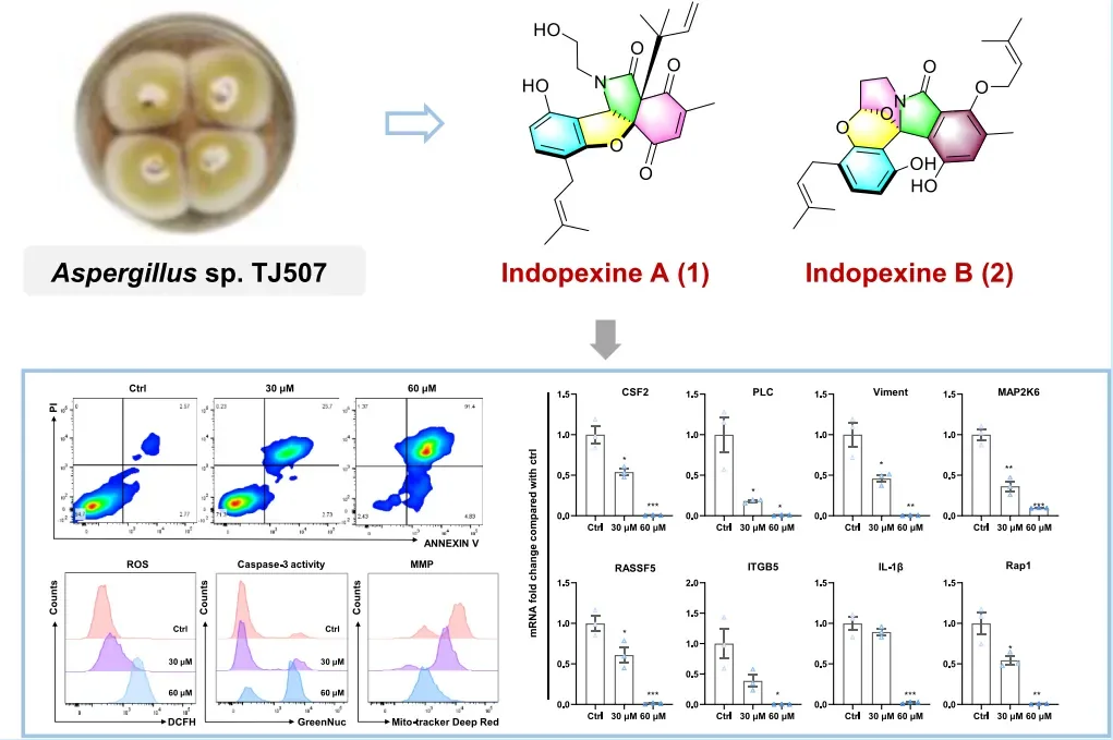 Indopexines A 和 B:源自真菌 Aspergillus sp. TJ507 的异吲哚啉生物碱 · CASE 技术专题 · 凯美科