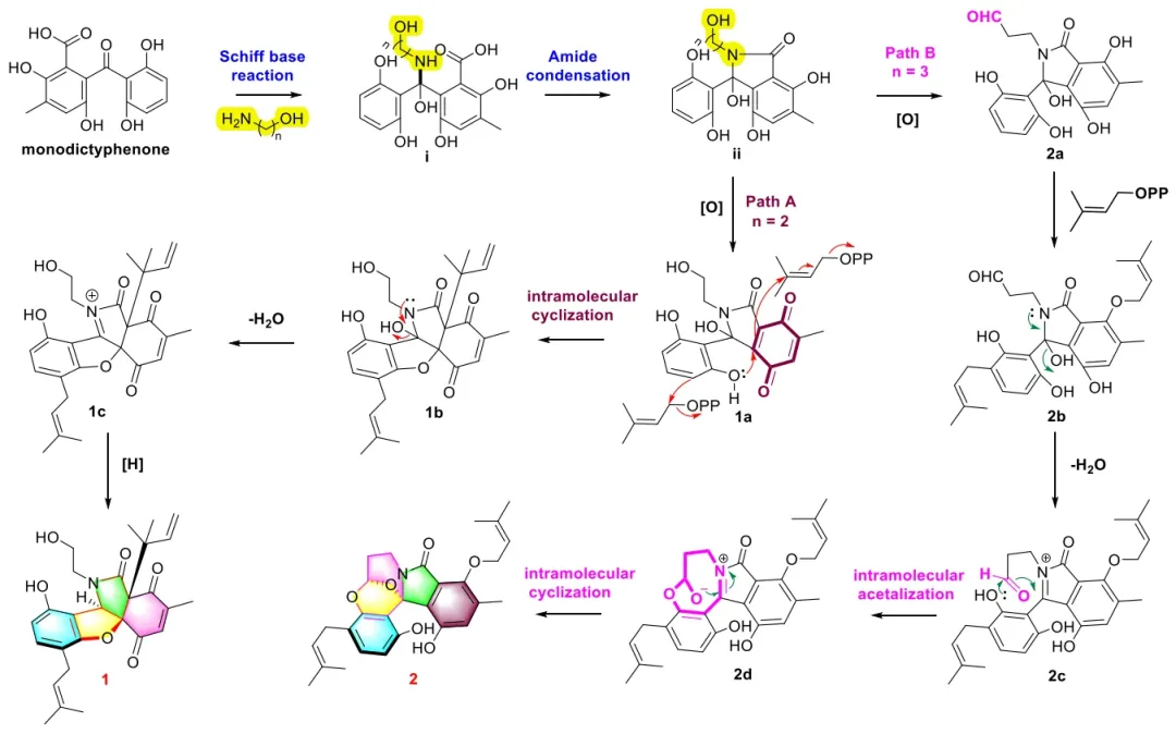 Indopexines A 和 B:源自真菌 Aspergillus sp. TJ507 的异吲哚啉生物碱 · CASE 技术专题 · 凯美科