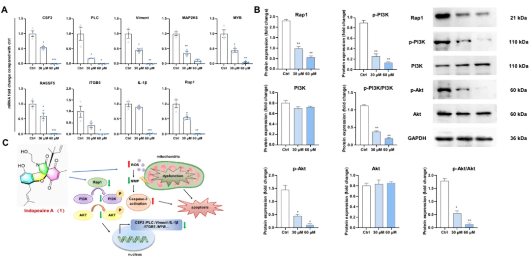 Indopexines A 和 B:源自真菌 Aspergillus sp. TJ507 的异吲哚啉生物碱