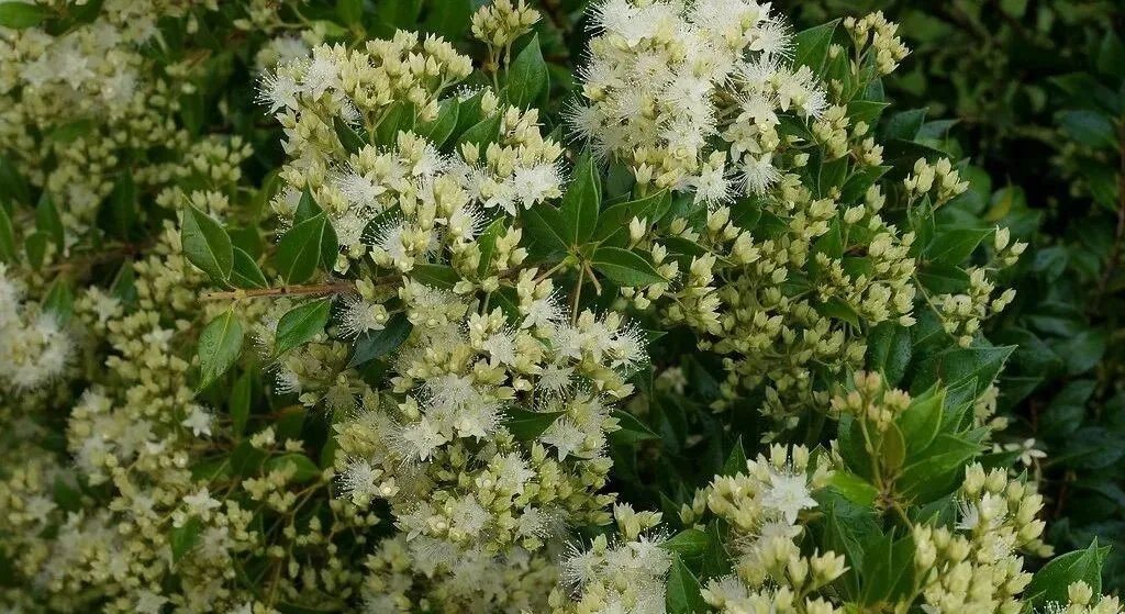 Backhousia myrtifolia - cinnamon myrtle - a photo on Flickriver