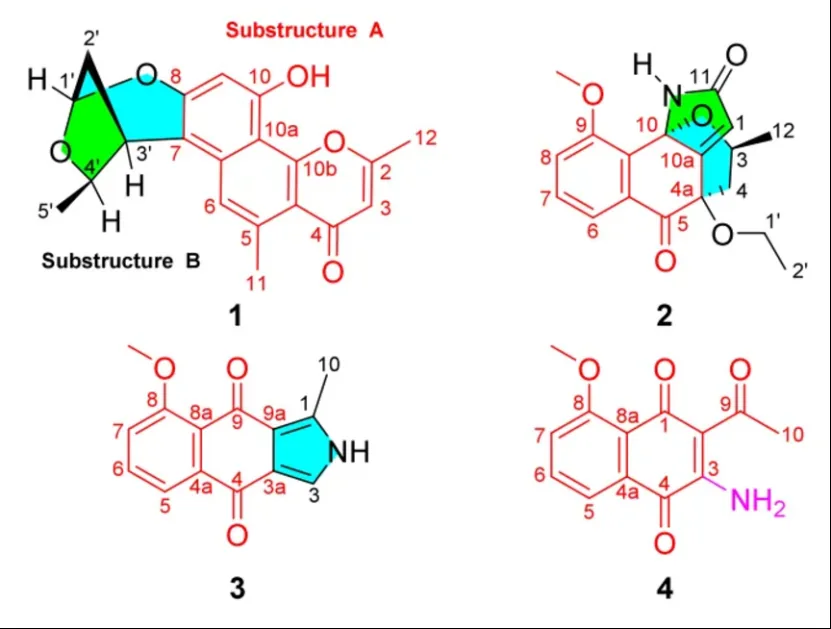 Eleutherlenes A–D:红葱中分离的抗炎萘衍生物