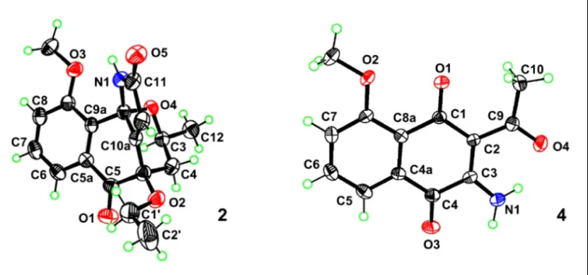 Eleutherlenes A–D:红葱中分离的抗炎萘衍生物