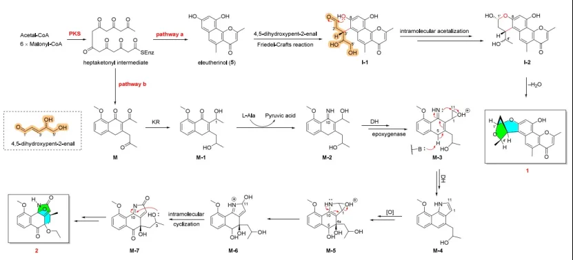 Eleutherlenes A–D:红葱中分离的抗炎萘衍生物