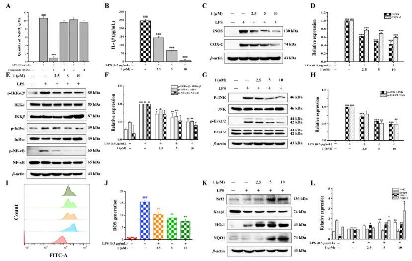 Eleutherlenes A–D:红葱中分离的抗炎萘衍生物