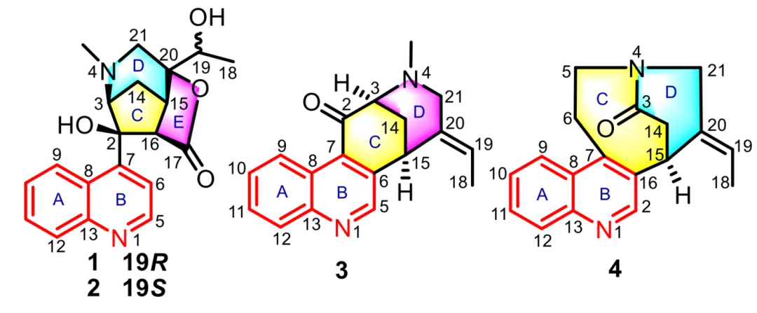 从天然产物中挖掘抗癌先导分子:Alstonia scholaris 中的喹啉生物碱