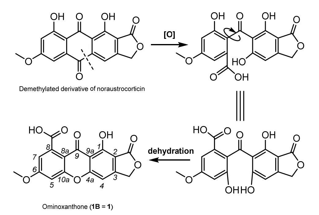 基于 CASE + DFT 策略对呫吨酮类天然产物 Ominoxanthone 的结构解析
