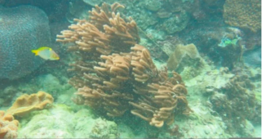 海洋天然产物 Rumphellol A 的结构解析