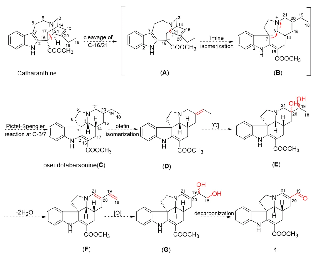 18-降单萜类吲哚生物碱 Tabernaecorymine A 的结构解析