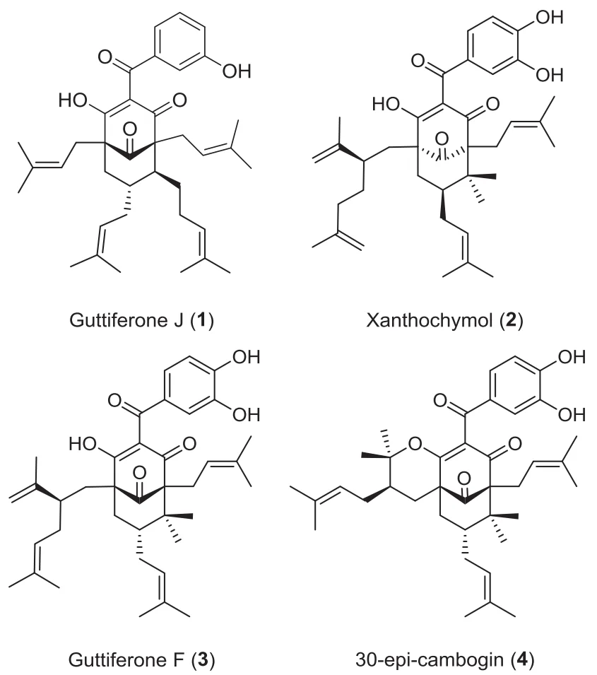 从Garcinia bancana树皮中分离得到的四种PPAPs化合物结构